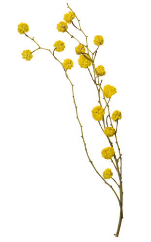 Hand Pressed Flora