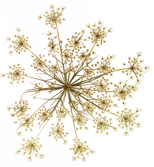 Hand Pressed Flora