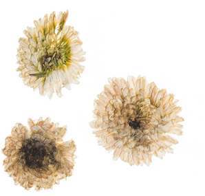 Hand Pressed Flora
